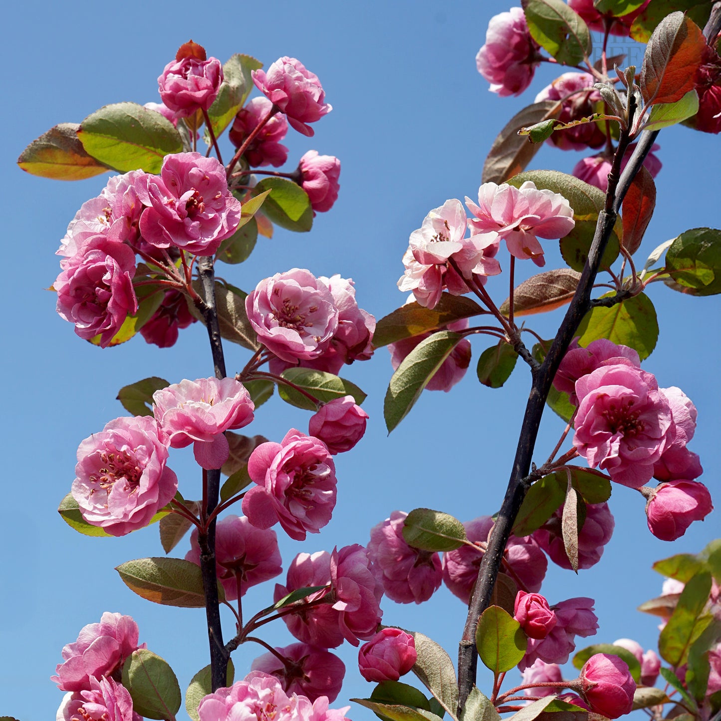 Malus 'Brandywine' Tree