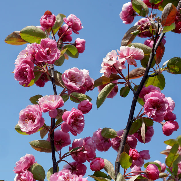 Malus 'Brandywine' Tree