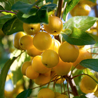 Malus 'Butterball' crab apples