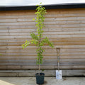 Single stem tree, 150-200cm, 12L pot