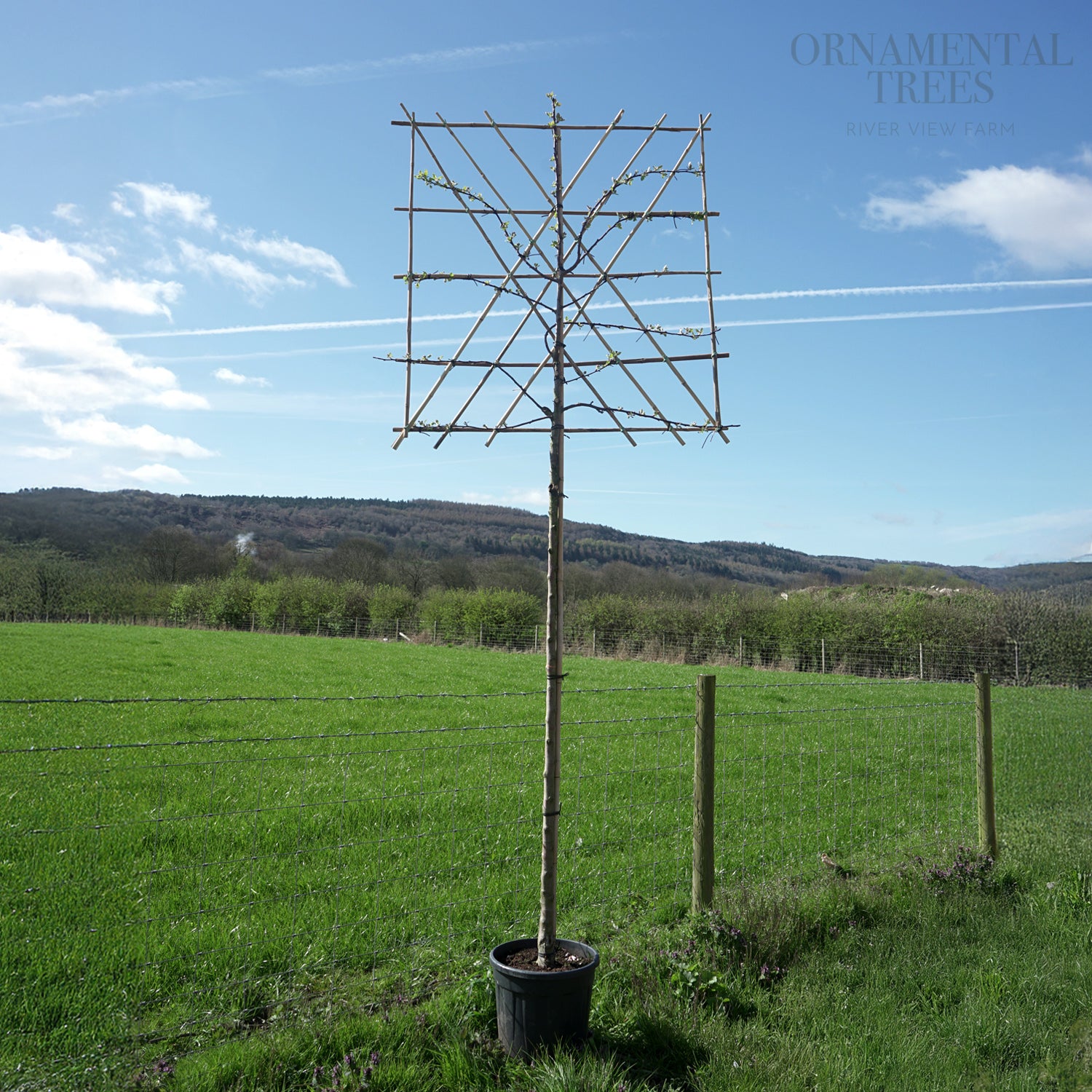 エバーフレッシュ 8号 S-shaped tree form 138cm エバーフレッシュ 8号 S-shaped tree form 138cm 【公式通販】