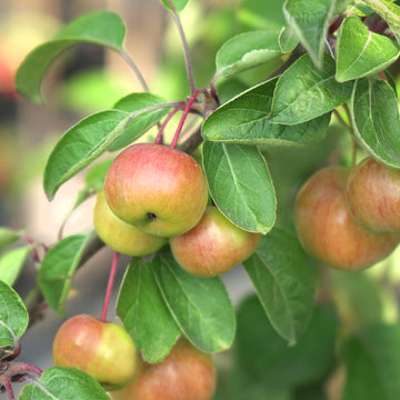 Malus Evereste Crab Apple tree