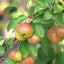 Malus Evereste Crab Apples