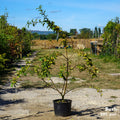 Malus Evereste Bush, 20L pot