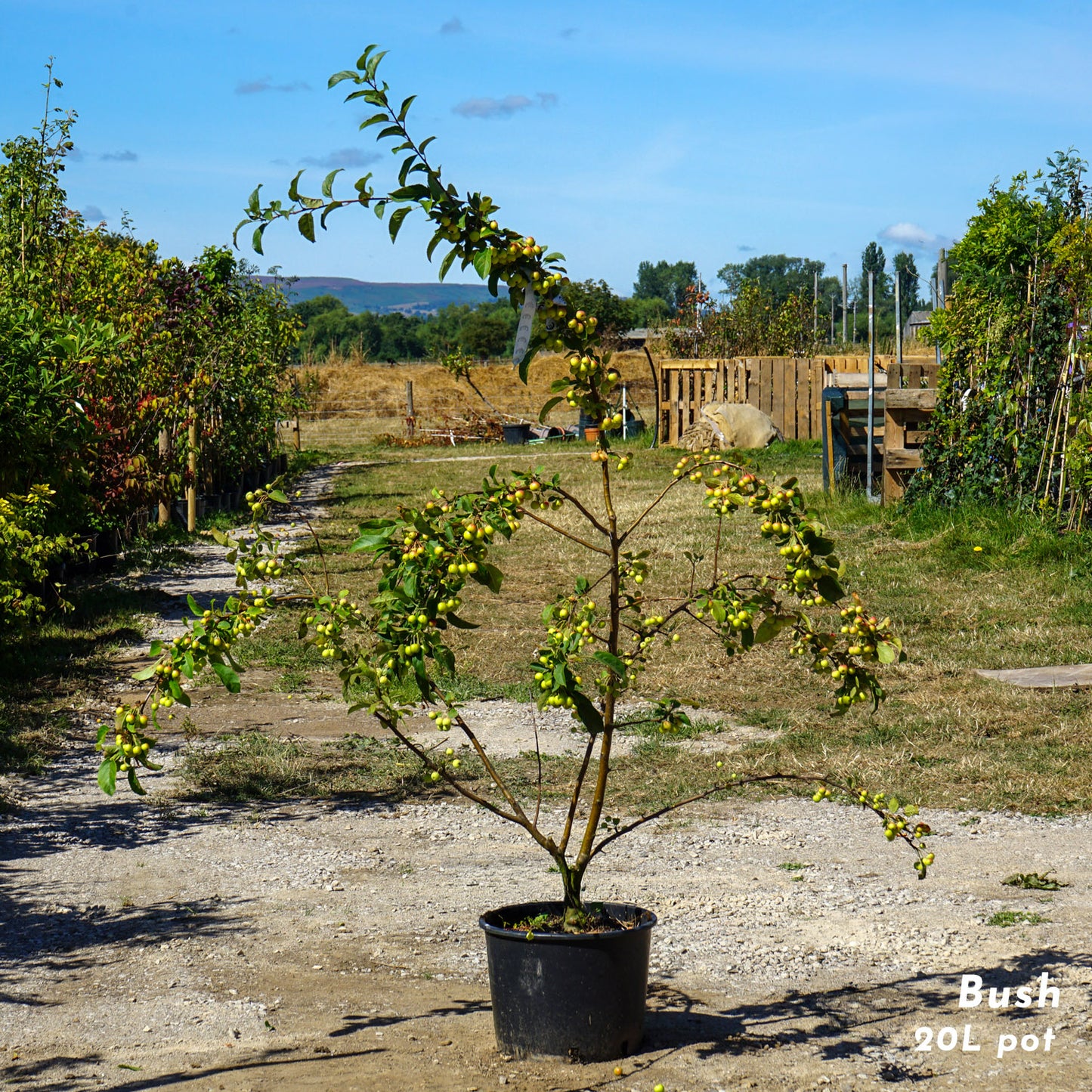 Malus Evereste Bush, 20L pot