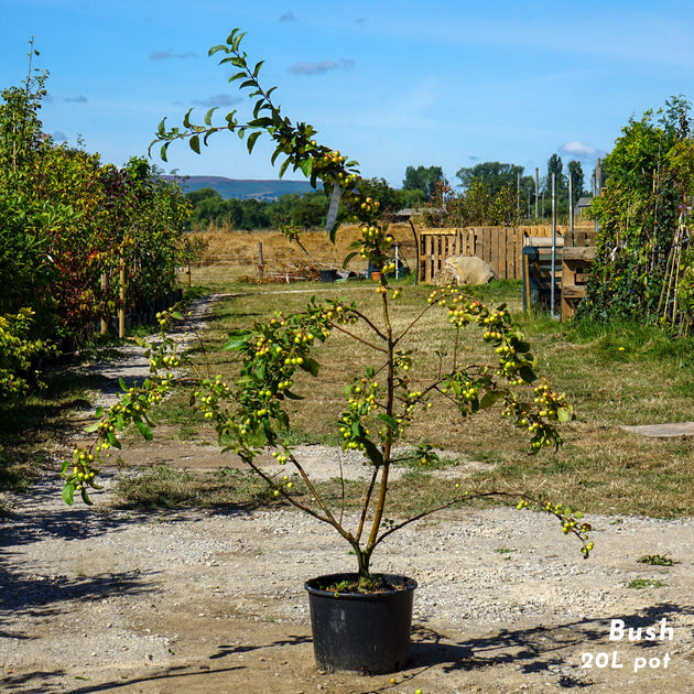 Malus Evereste Bush, 20L pot