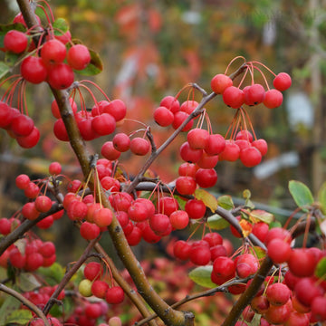 Malus 'Evereste' Tree