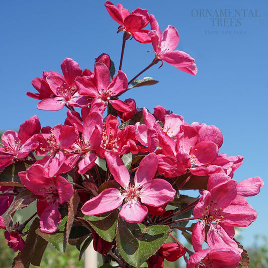 Malus Harry Baker Crab Apple tree