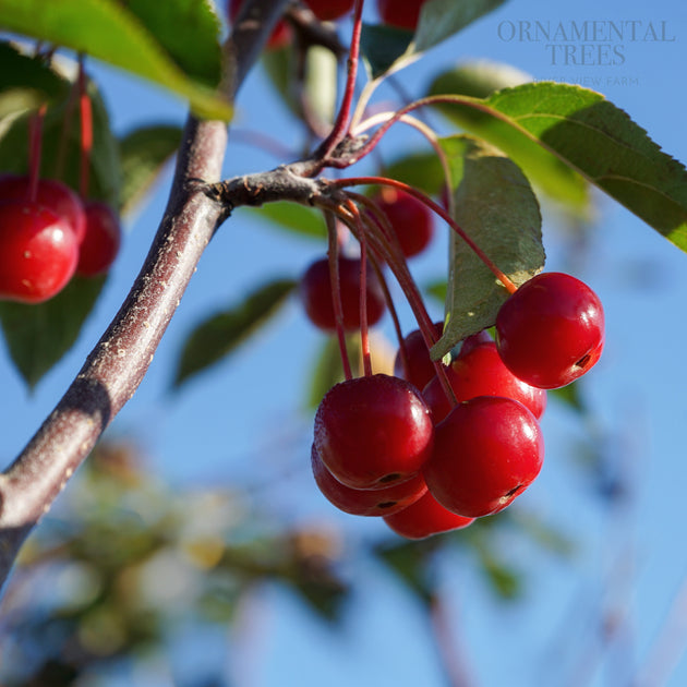 Malus hupehensis Tree