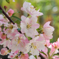 Malus 'Pink Perfection'