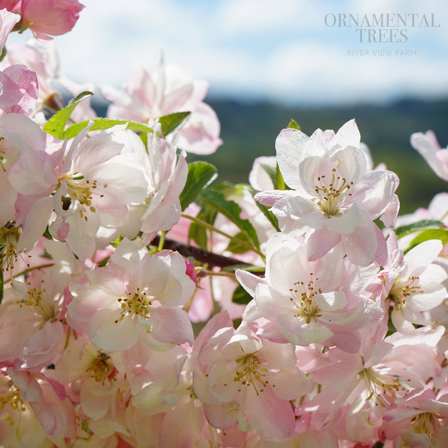 Malus 'Pink Perfection' Tree