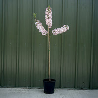 Malus 'Pink Perfection'