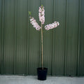 Single stem tree, 120-150cm, 12L pot