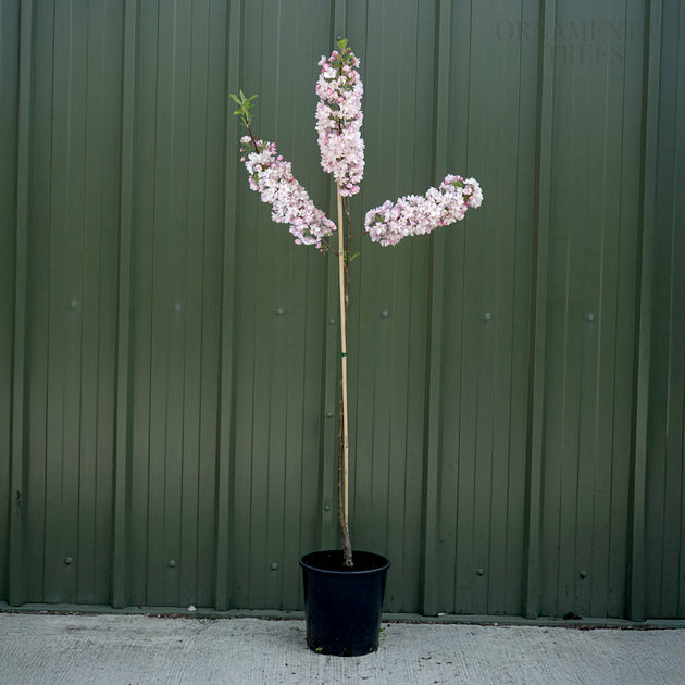 Malus 'Pink Perfection'