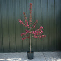 Single stem tree, 120-150cm, 12L pot