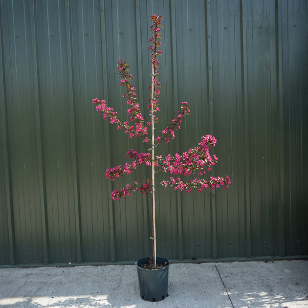 Malus 'Prairifire' 12L pot tree