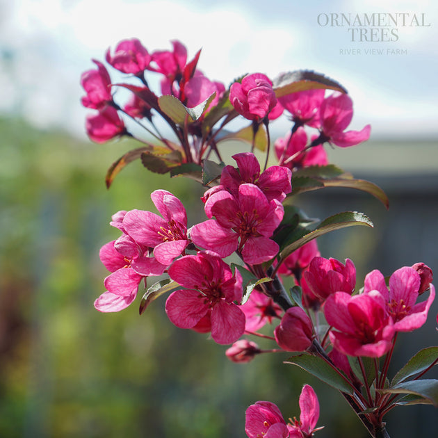 Malus 'Prairifire' flowers