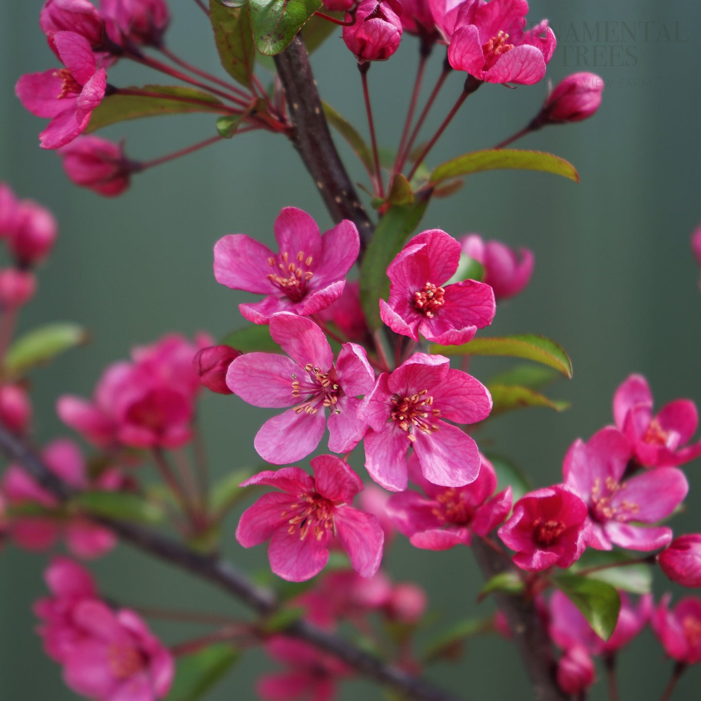 Malus 'Prairifire' flowers