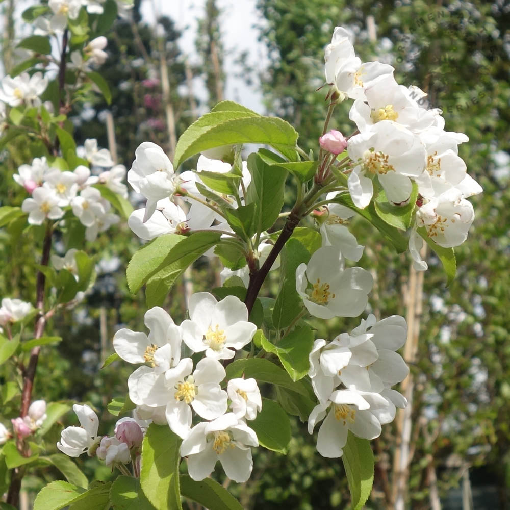 Malus Red Sentinel tree