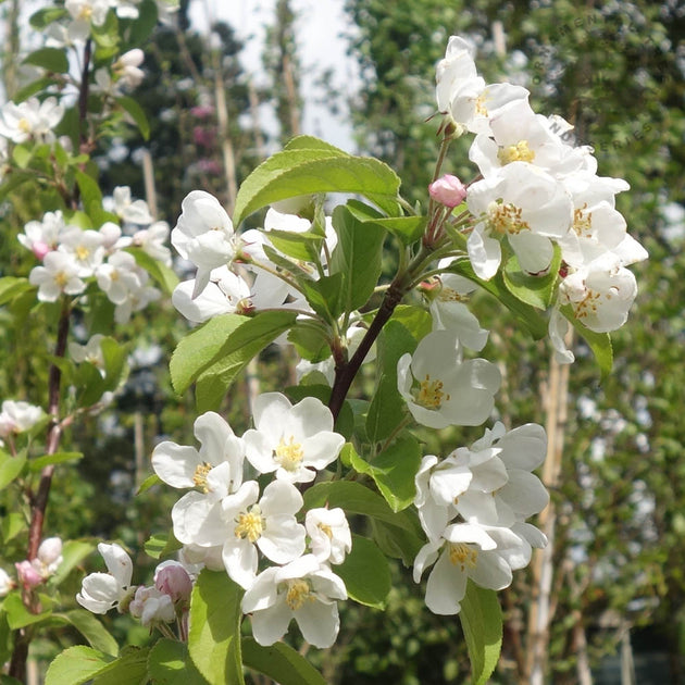 Malus Red Sentinel tree