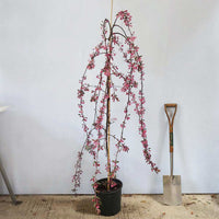 Malus 'Royal Beauty' weeping tree in pot