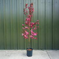 Malus 'Royal Raindrops' 12L pot