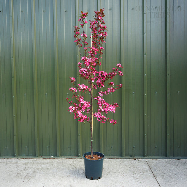 Malus 'Royal Raindrops' 12L pot