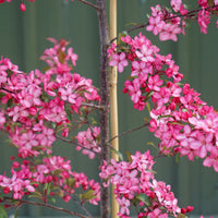 Malus Royal Raindrops Tree