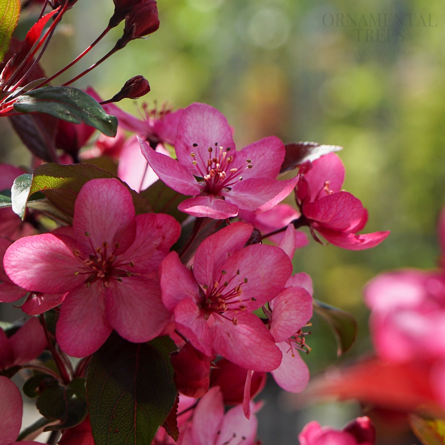 Malus 'Royal Raindrops'