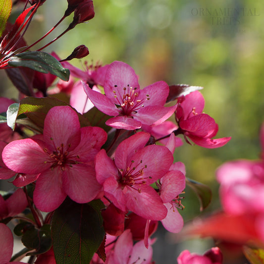 Malus 'Royal Raindrops'