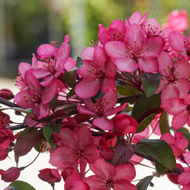 Malus 'Royal Raindrops'