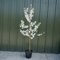Malus Snowcloud 12L pot