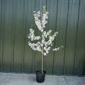 Single stem tree, 150-200cm, 12L pot