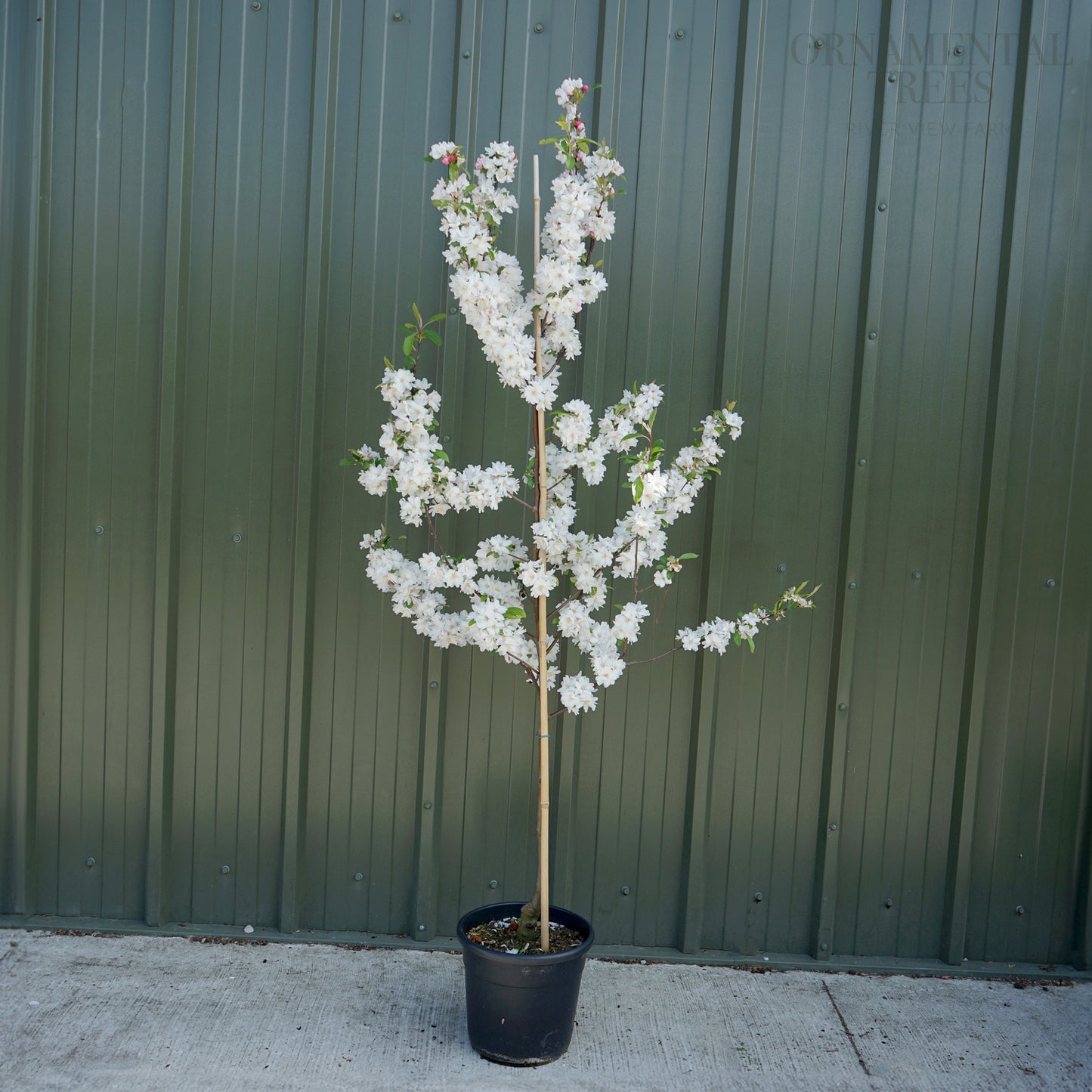 Malus Snowcloud 12L pot