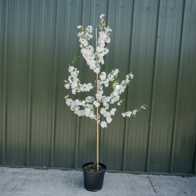 Malus Snowcloud 12L pot