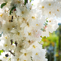 Malus Snowcloud flowers