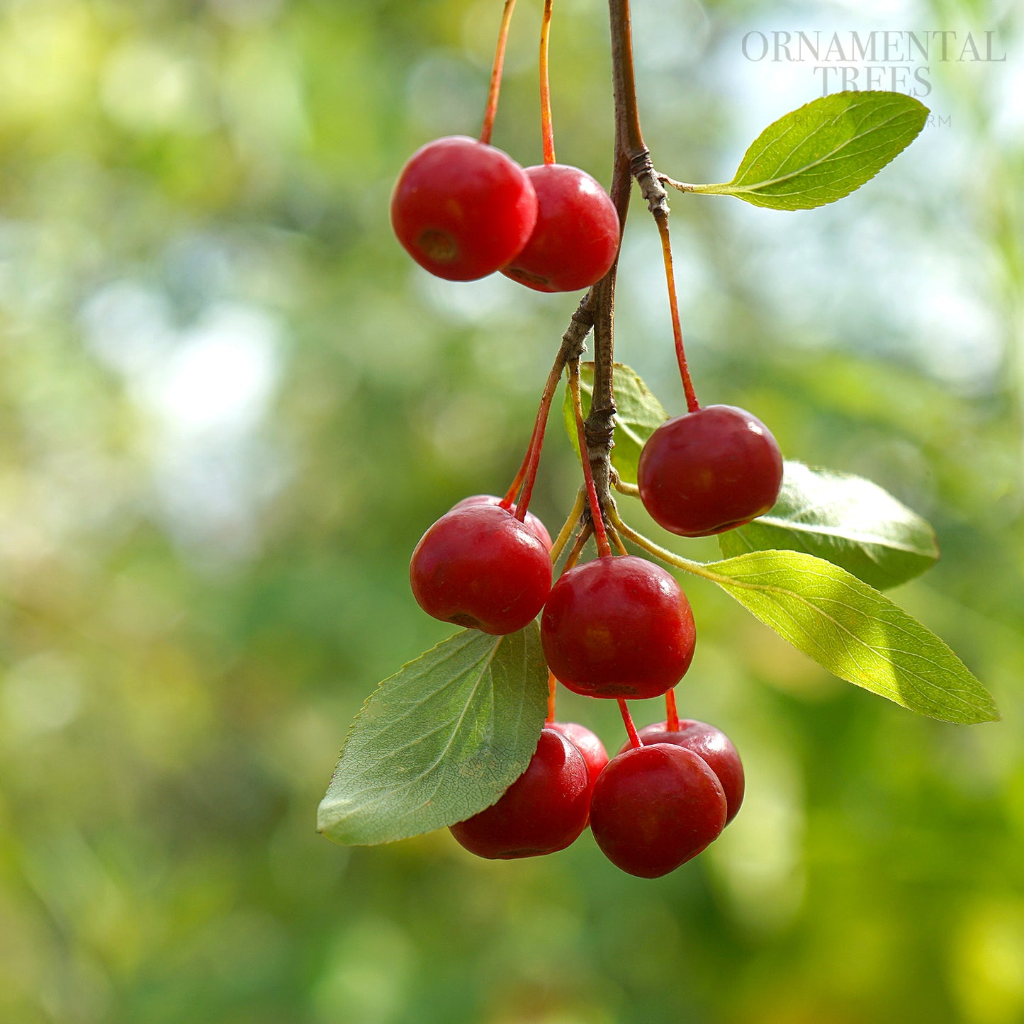 Malus Sun Rival Berries