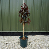 Malus toringo 'Aros' Tree