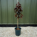 Single stem tree, 80-100cm, 12L pot