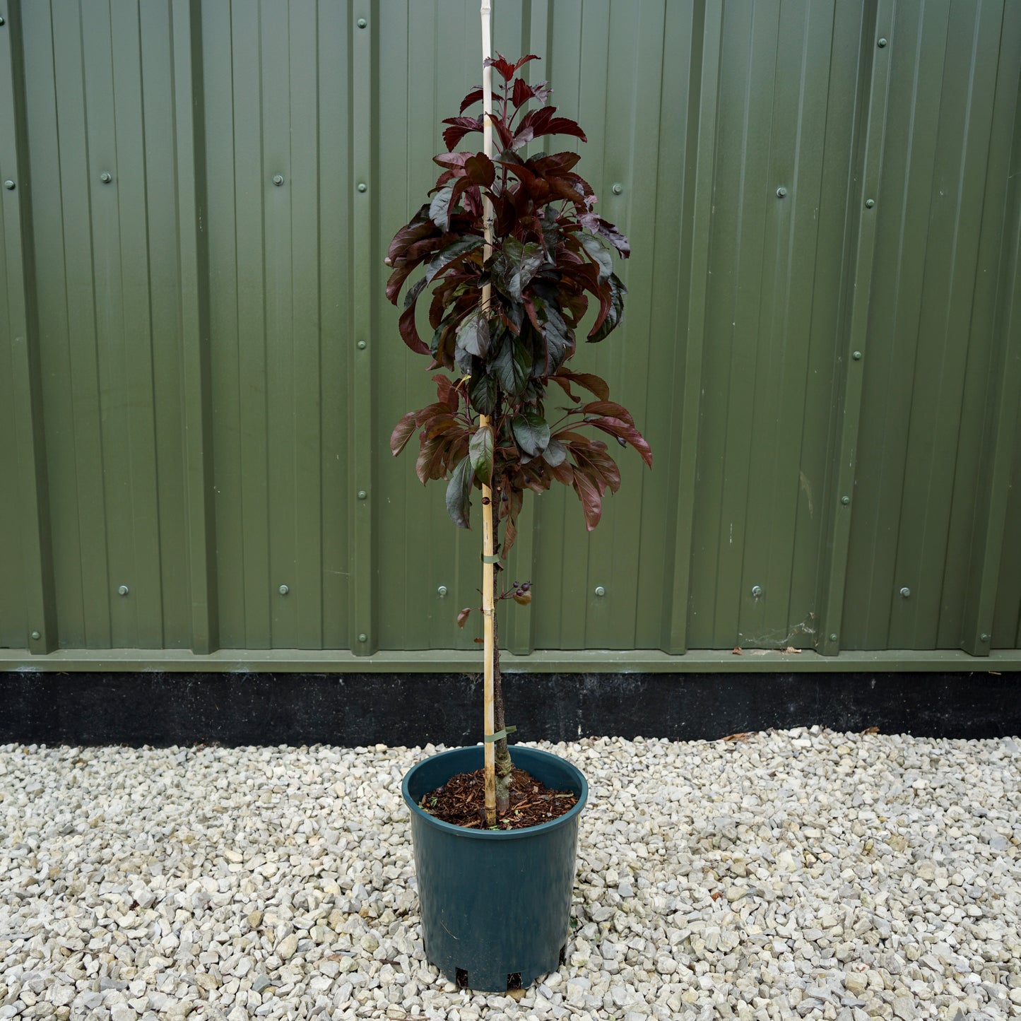 Malus toringo 'Aros' Tree