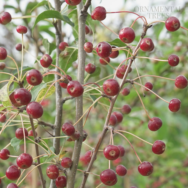 Malus brevipes 'Wedding Bouquet' crab apples