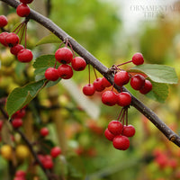 Malus Weeping Candied Apple