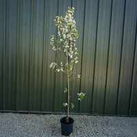 Malus baccata tree in 12L pot 
