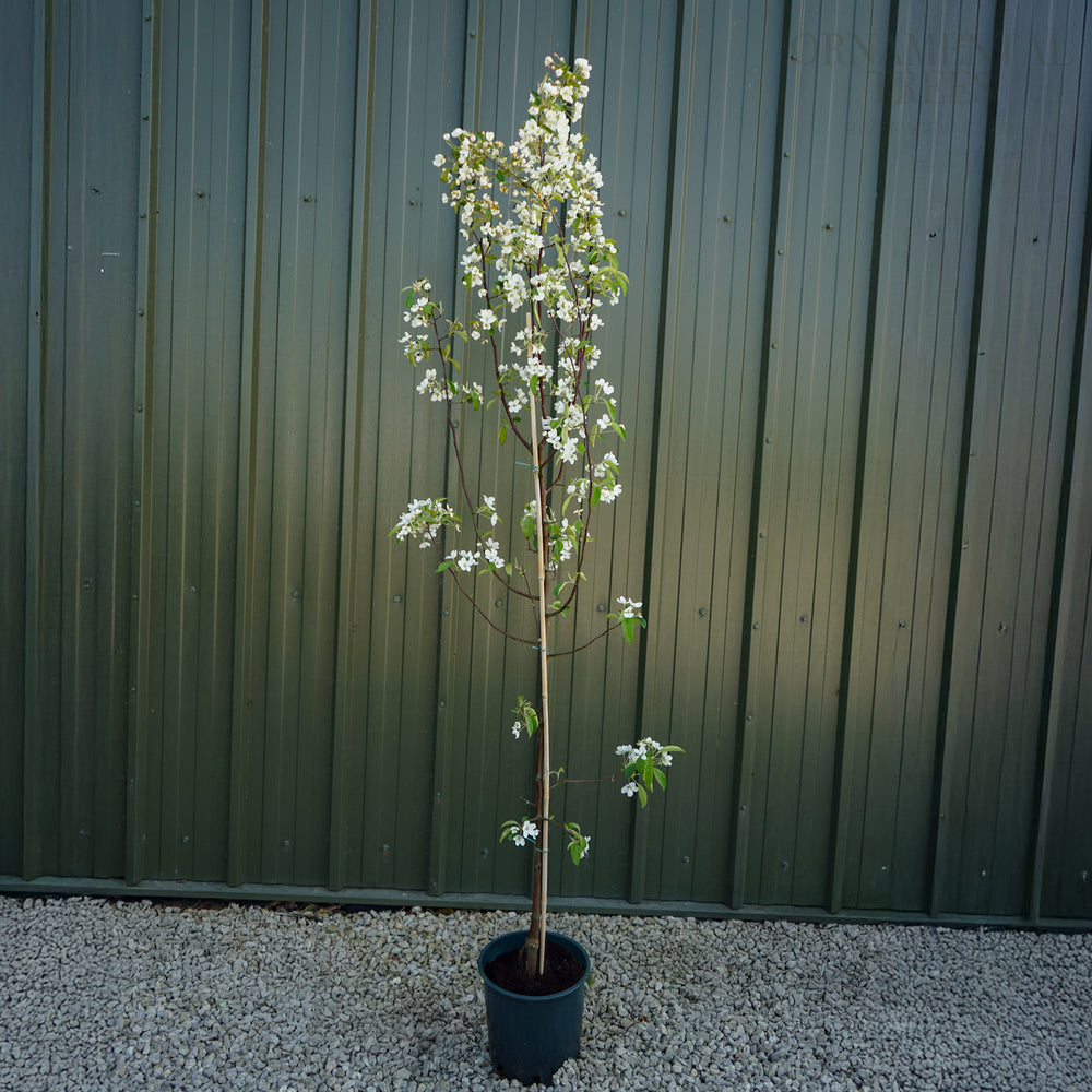 Malus baccata tree in 12L pot 