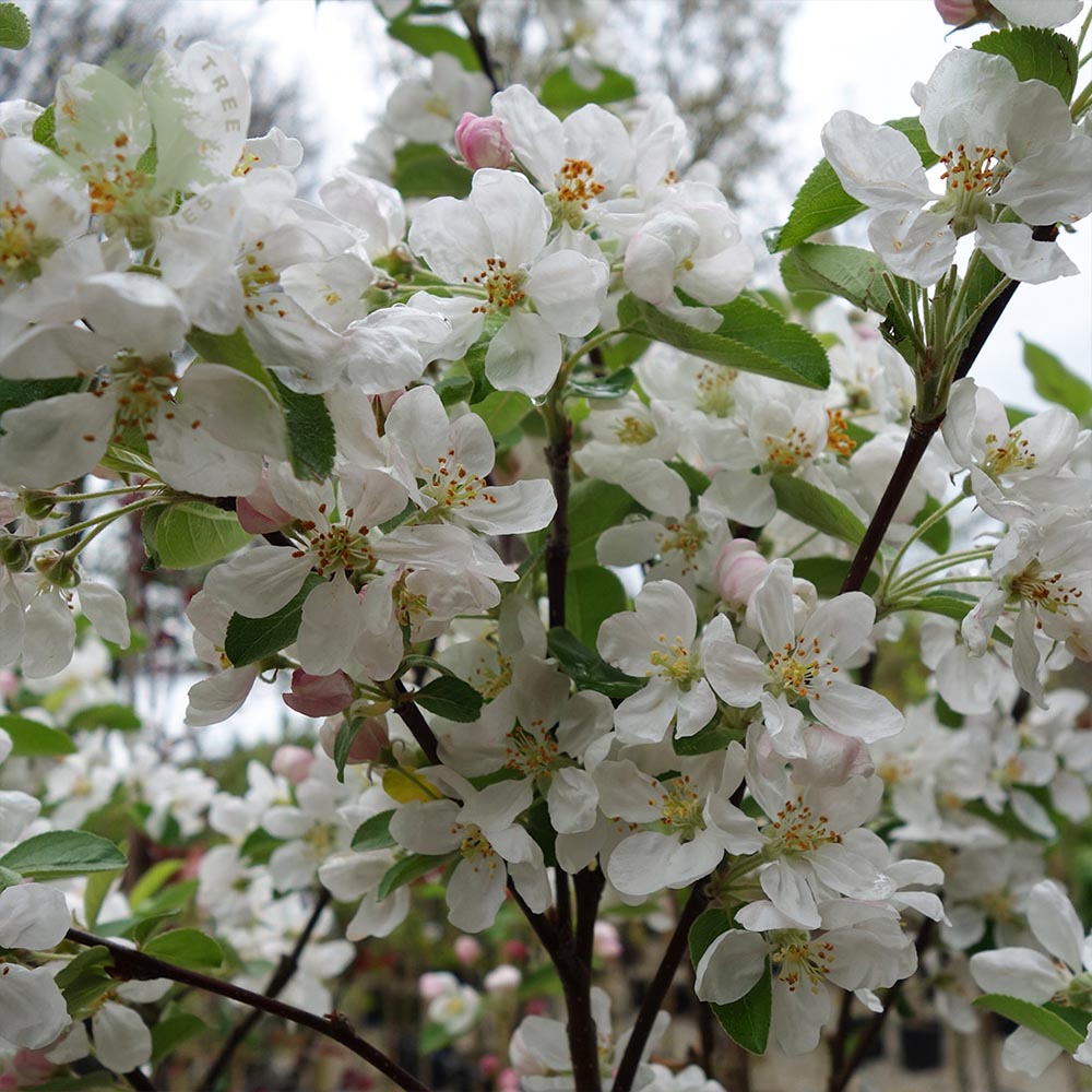 Malus robusta Red Sentinel | Buy Flowering Crab Apple Trees ...