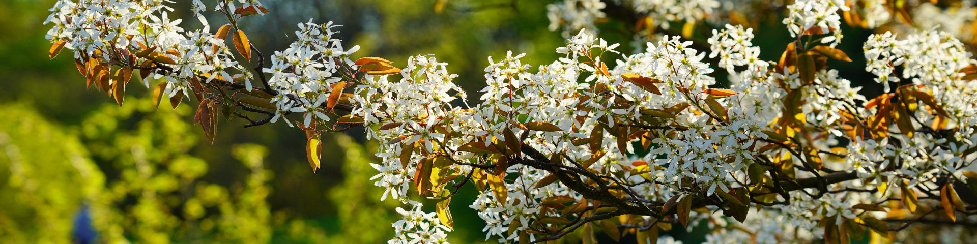 Mature flowering Amelanchier tree