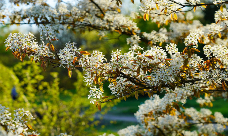 Mature flowering Amelanchier tree