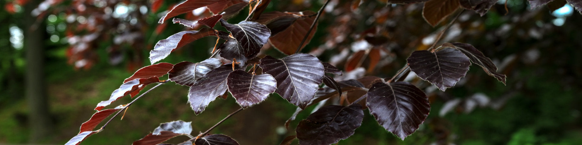 Mature Purple Beech tree banner