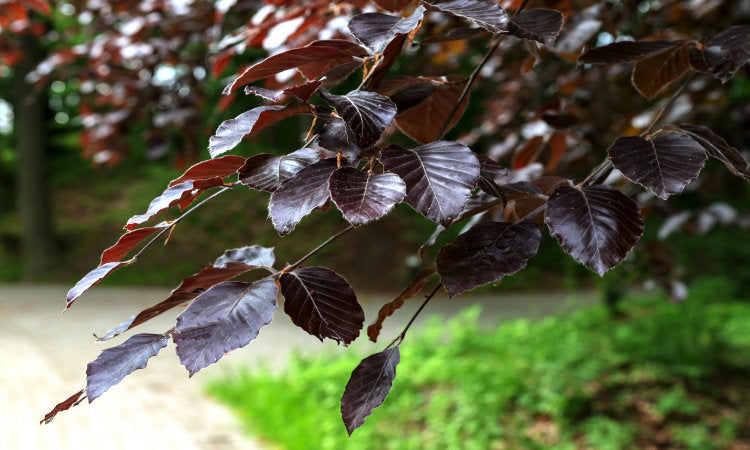 Mature Purple Beech tree banner
