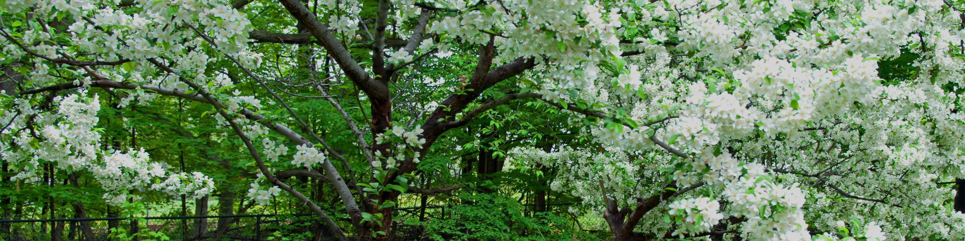 Mature flowering Crab apple tree